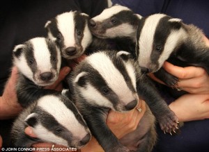 badger-cubs.jpg